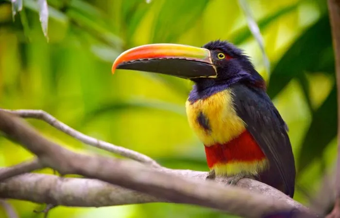 Costa Rica's Most Prized Jewel